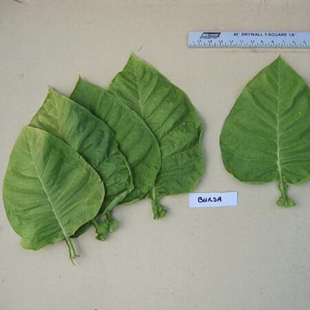 Bursa, Tobacco Seed - Packet image number null